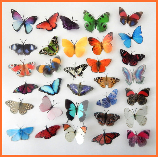 natural butterfly collection