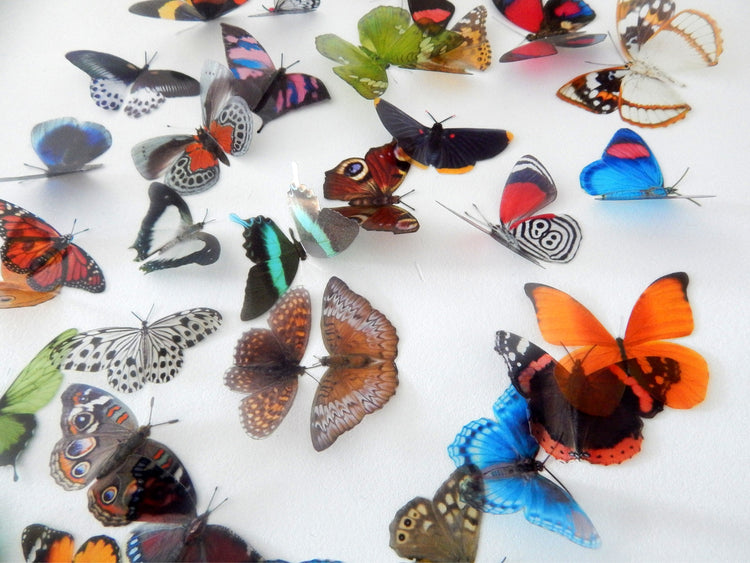 Decorative Butterflies, Natural butterflies set 2, card making 3d wall stickers. Cut your own or have them cut for you. Craft Supplies