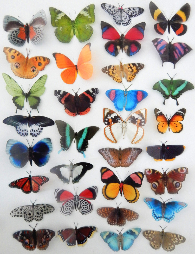 set of butterflies