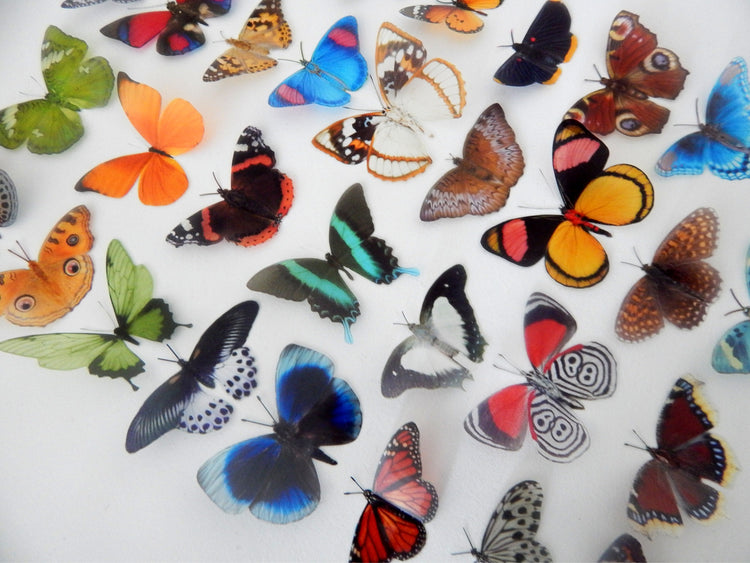 Decorative Butterflies, Natural butterflies set 2, card making 3d wall stickers. Cut your own or have them cut for you. Craft Supplies