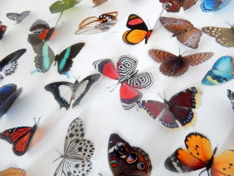 Decorative Butterflies, Natural butterflies set 2, card making 3d wall stickers. Cut your own or have them cut for you. Craft Supplies