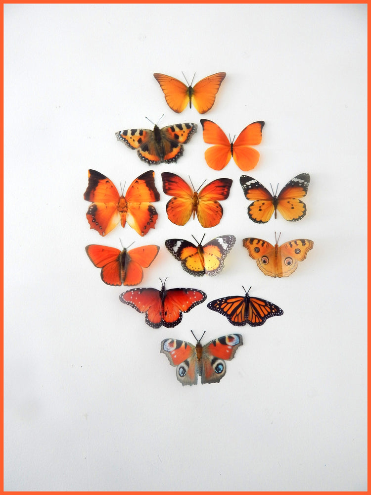 Hall place events butterflies