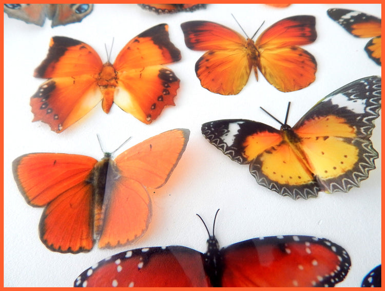 Hall place butterfly display