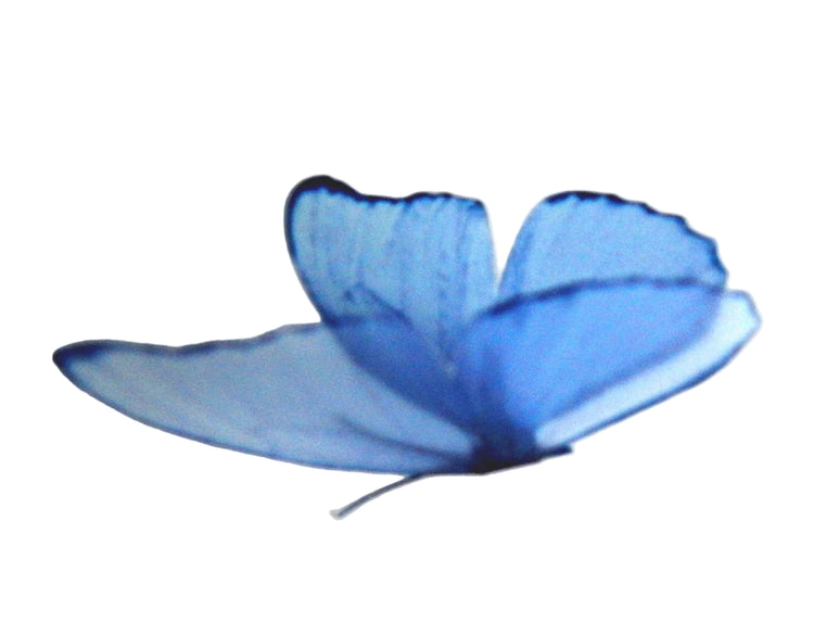 set of shades of blue butterflies