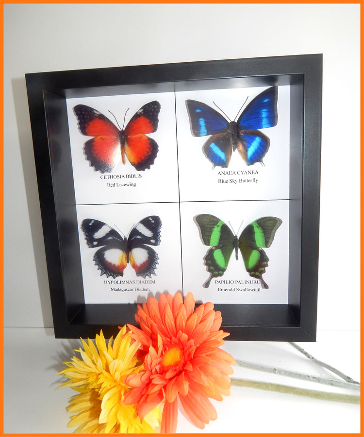 Taxidermy Butterfly framed picture