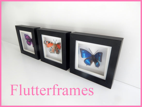 Taxidermy butterfly in box set of 3