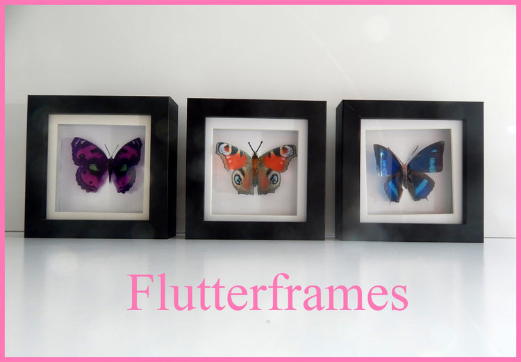 Taxidermist butterfly in box set of 3