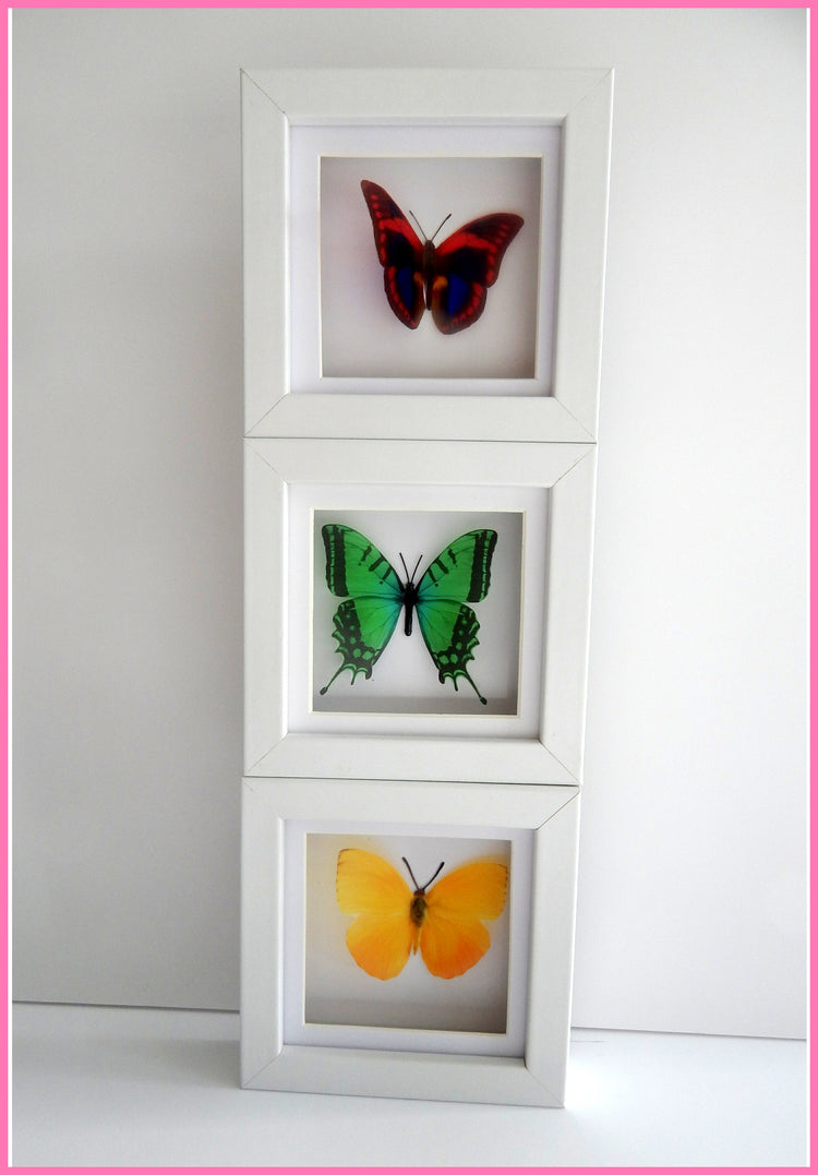 butterfly in box set of 3