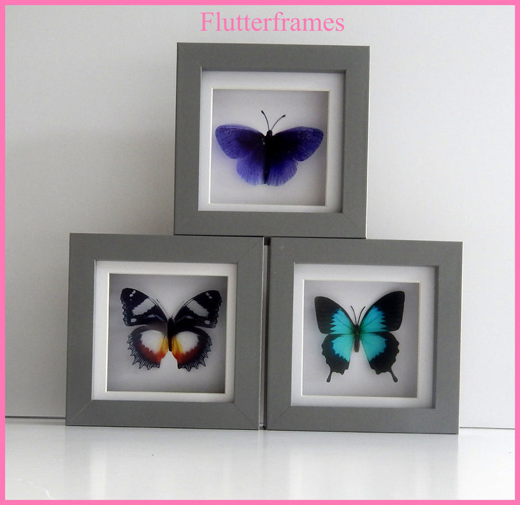 Butterfly Taxidermy, Butterfly in Frame Entomology Gift. Butterflies in a box. Small frame butterflies.insects wall decor curio Taxidermy