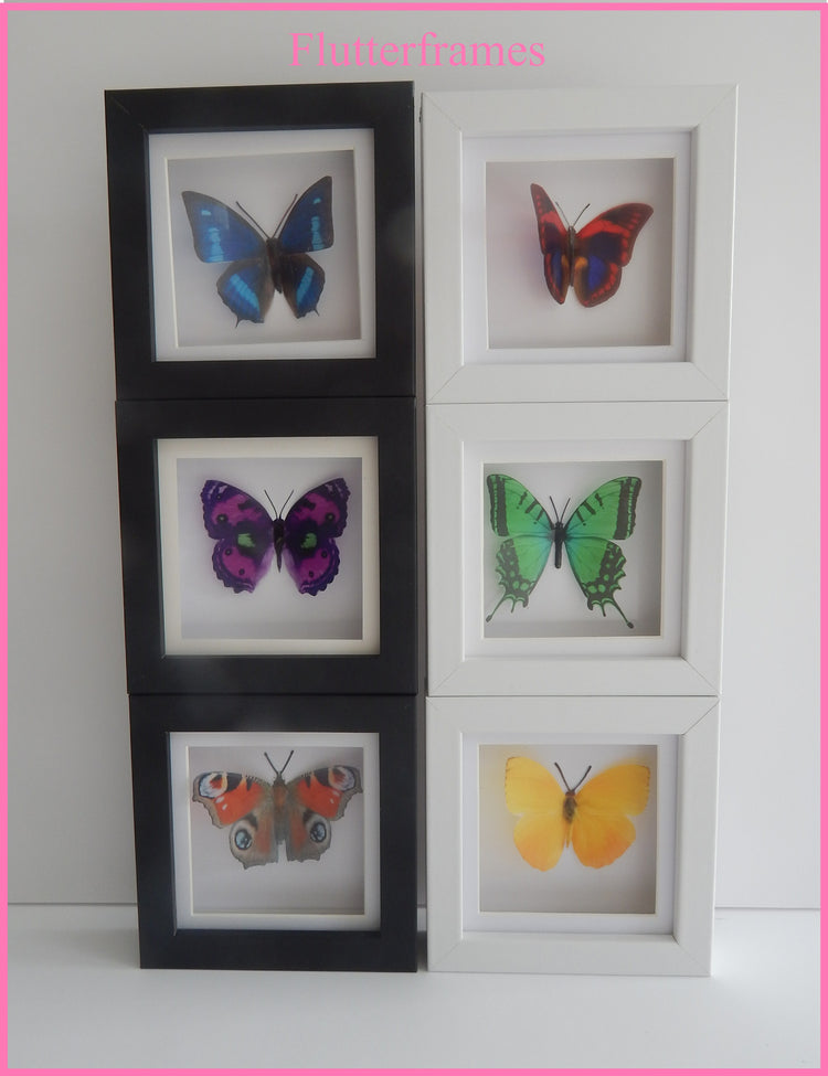 Butterfly Taxidermy, Butterfly in Frame Entomology Gift. Butterflies in a box. Small frame butterflies.insects wall decor curio Taxidermy