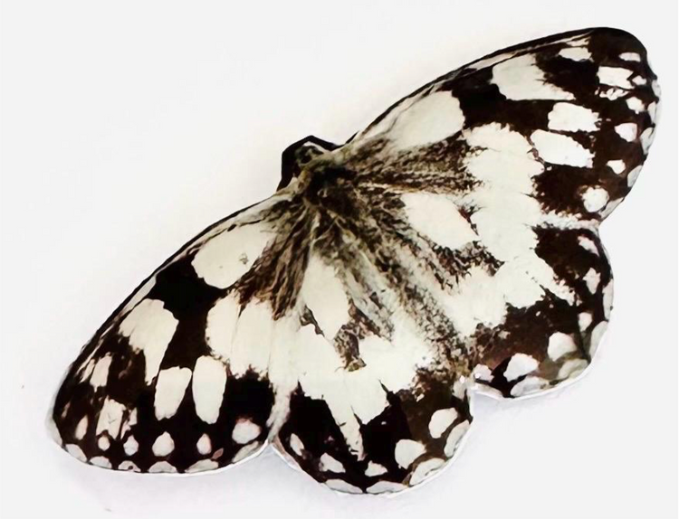 Marbled white  Butterfly tin can Pin. British butterflies.Clouded Yellow,Peacock. butterflies from England.Enamel pin lapel brooch.Tin can