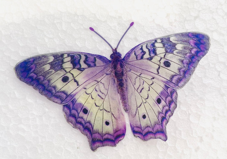 purple wall art butterfly