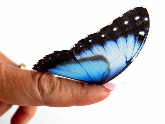 A close-up of a blue morpho butterfly 