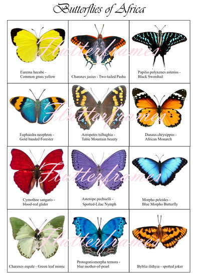 African butterfly collection