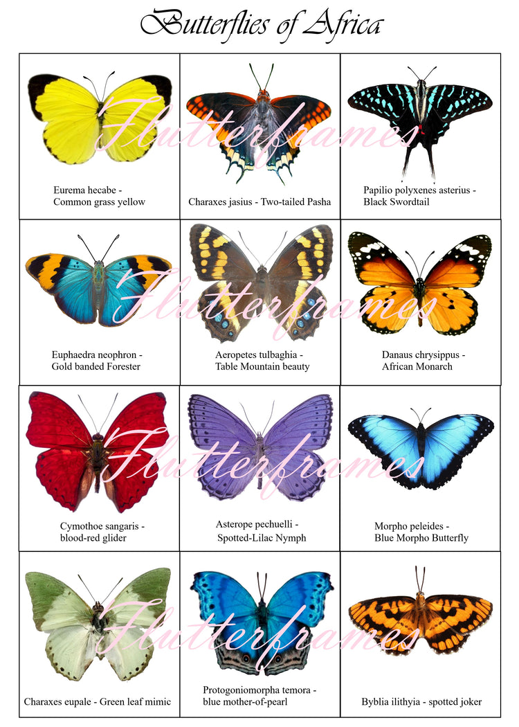 African butterfly collection