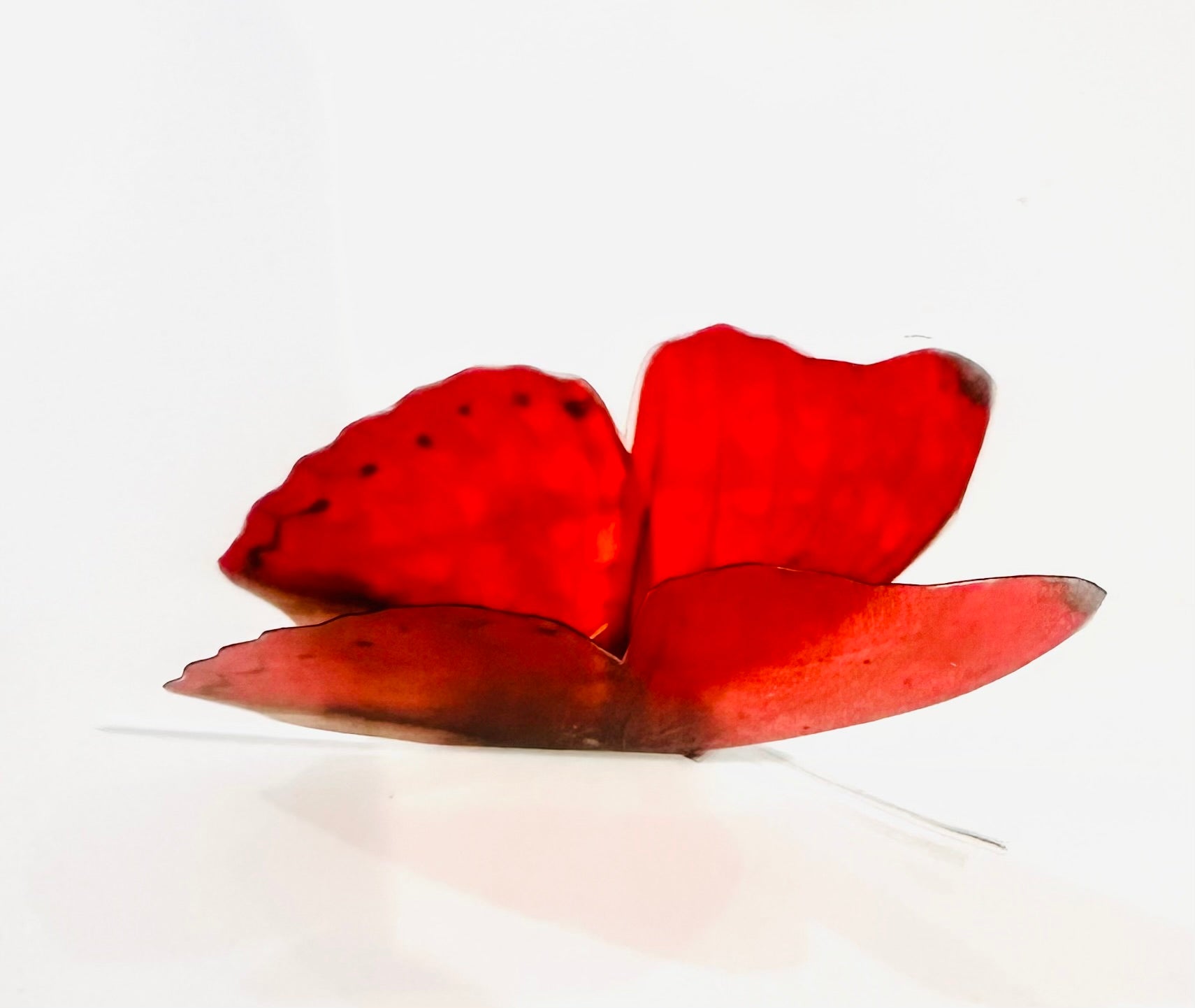 Red butterfly collection, set of 12 red butterflies from around the wo ...