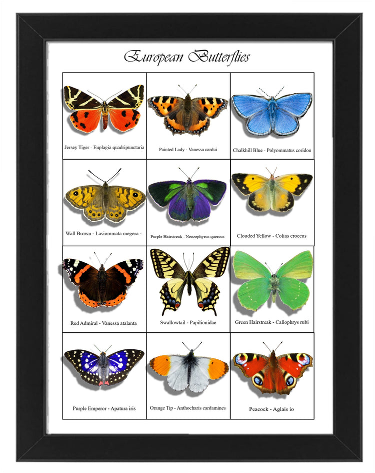 Butterfly collection. Butterflies of the world 3d poster. Choice of British, European, Australian and North American. Worldwide butterflies.