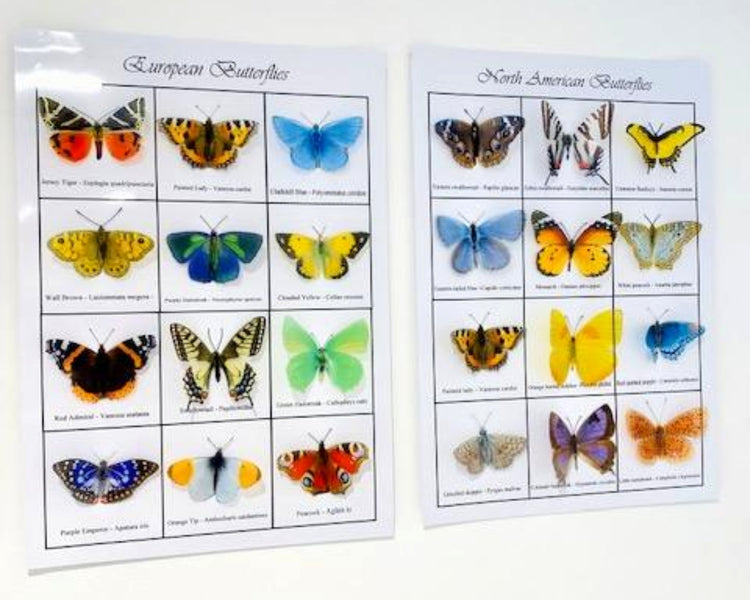 Butterfly collection. Butterflies of the world 3d poster. Choice of British, European, Australian and North American. Worldwide butterflies.