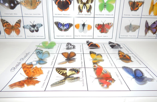 3d butterfly poster collection
