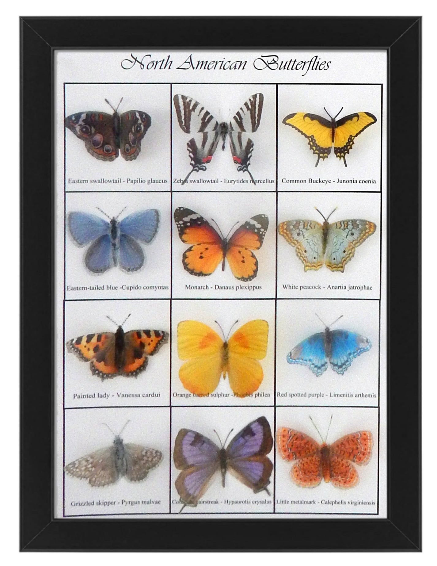 Butterfly collection. Butterflies of the world 3d poster. Choice of Br ...