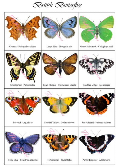 British butterfly gift set in a tin