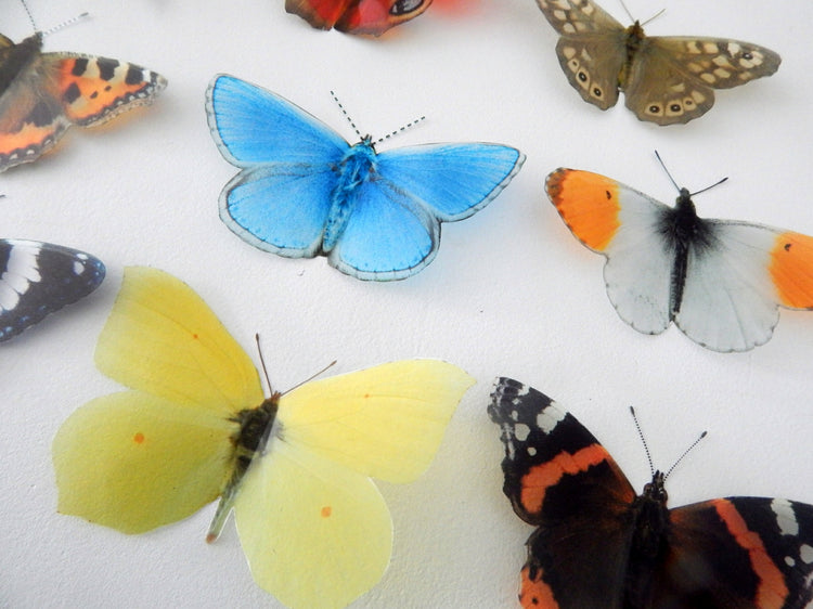 12 British butterfly gift set in a  butterfly tin