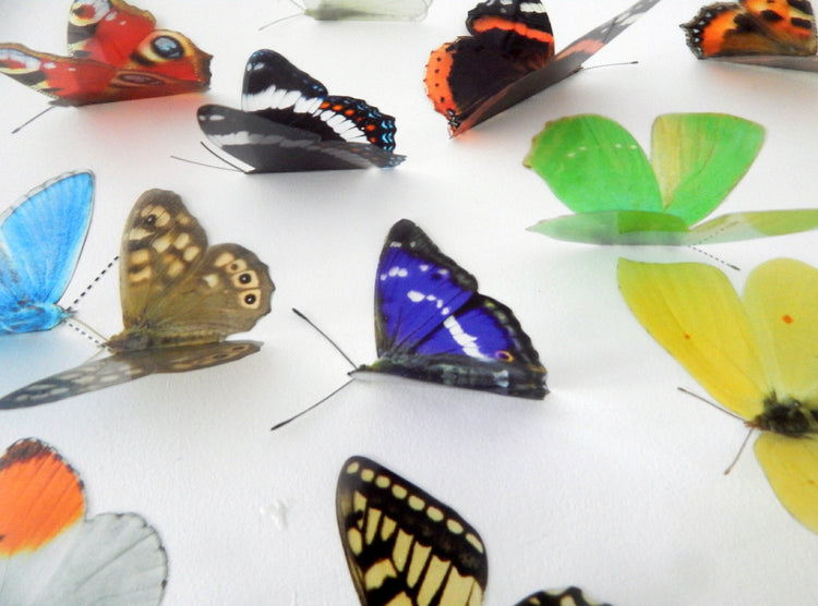 British butterfly gift set in a  butterfly tin