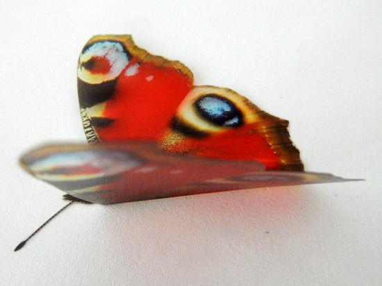 British butterfly collection - Peacock