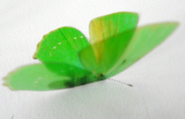 British butterfly gift set in a  butterfly tin - Green Hairstreak