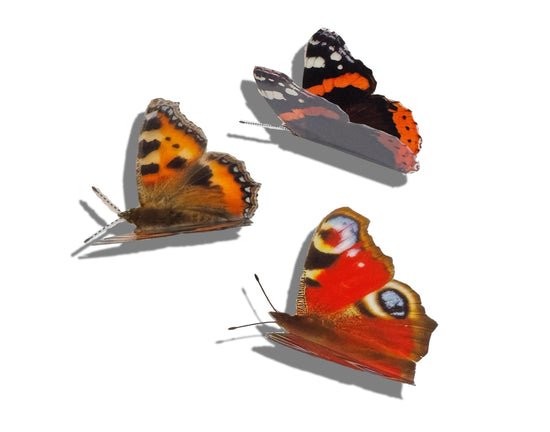 Peacock, Red Admiral and Tortoiseshell butterfly gift pack