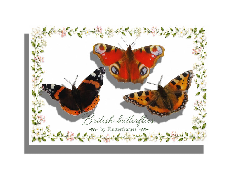 Gift pack British butterflies