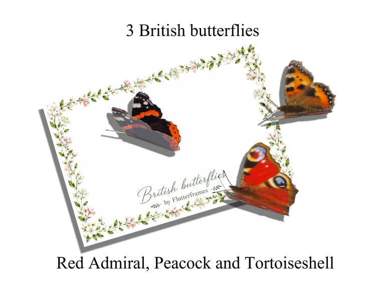  The butterflies include a Red Admiral, a Peacock butterfly, and a Tortoiseshell.