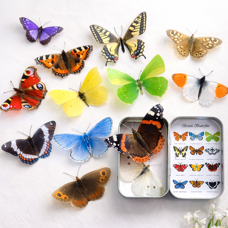 Collection of colorful butterflies  with a small tin containing more butterflies.
