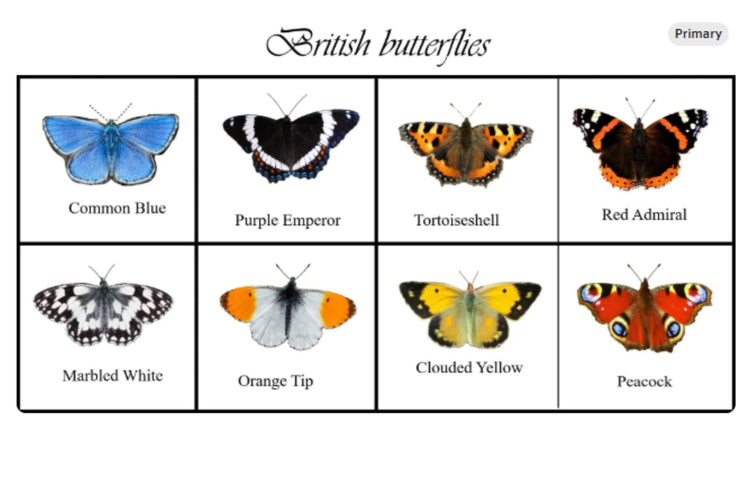 Clouded Yellow Butterfly enamel Pin | British Butterfly Enamel Brooch | Gift of Nature Gift