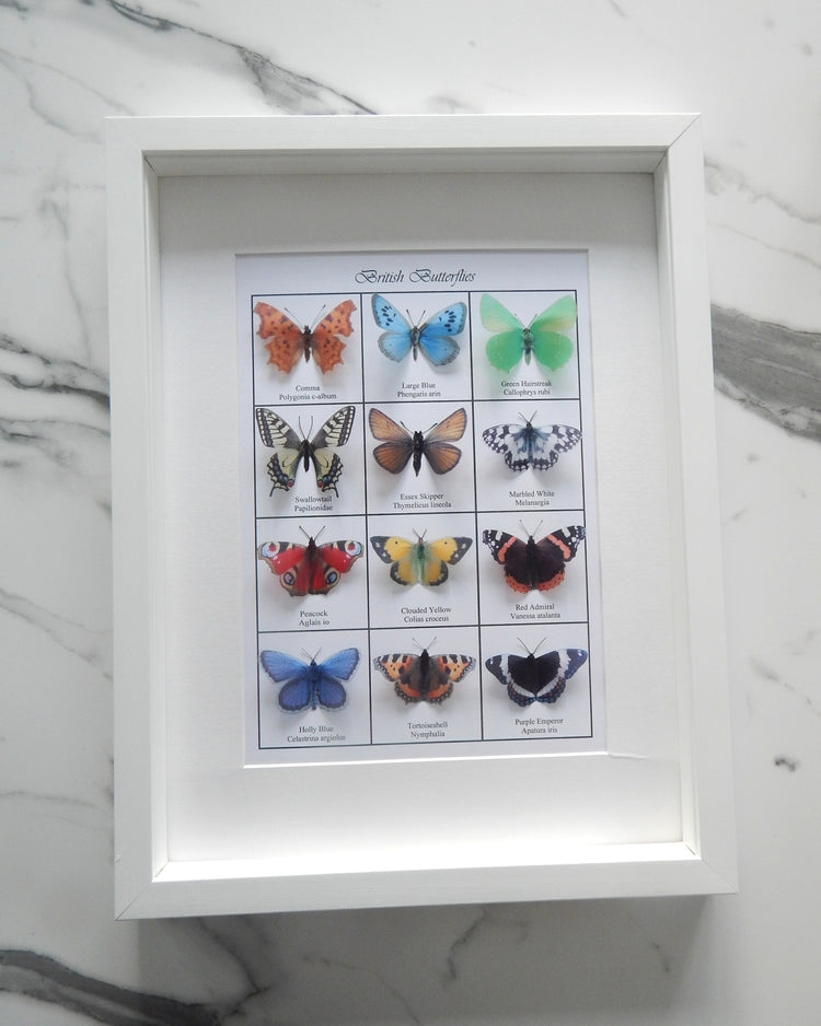 Collection of British butterflies 3d poster.Set of 12 British butterflies displayed on A4 card.Identification  British Wildlife Nature Lover