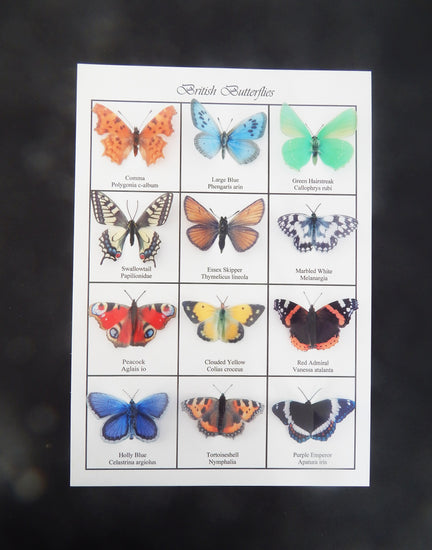 Collection of British butterflies 3d poster