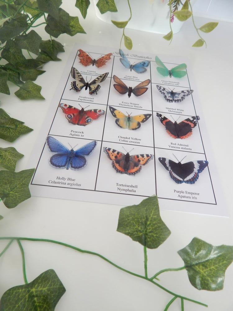 Collection of British butterflies