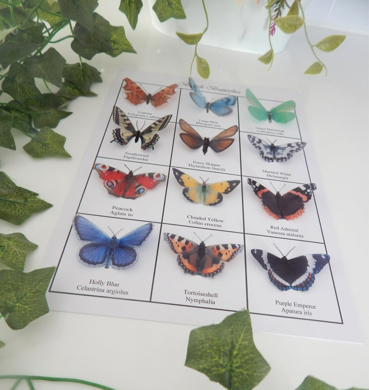 Identification of butterflies