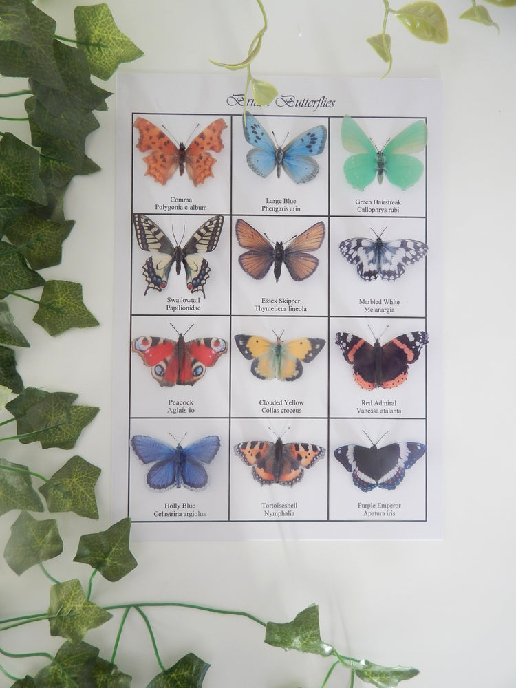 Identification of butterflies poster