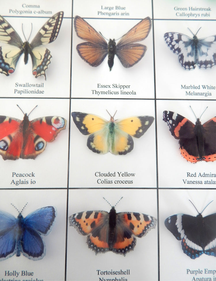 collection with names of butterflies