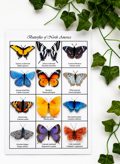 Butterflies of North America
