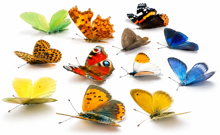 Butterfly collection of Ireland