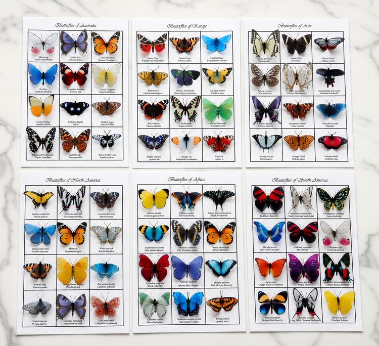  Butterfly identification chart. European, Australian,South american,Asian,Afican and North American