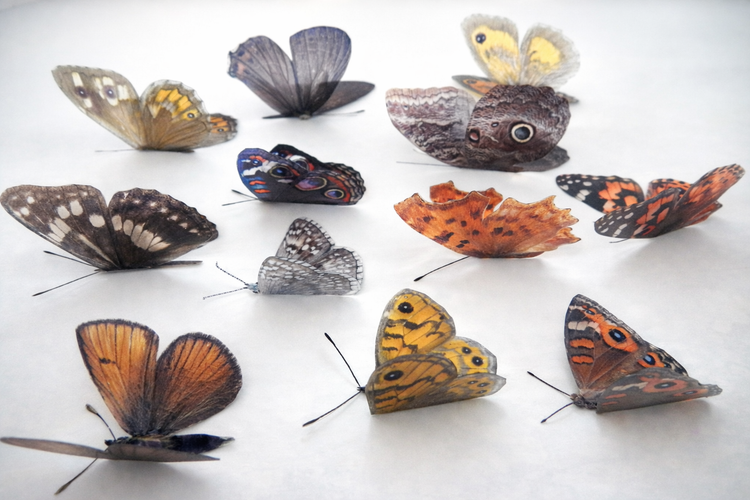 Natural shades of Browns butterfly collection. Butterfly 3d wall stickers