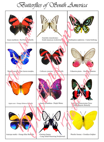 Butterflies native to South America