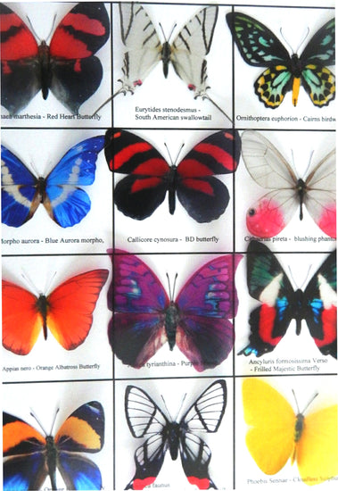 South American butterfly collection