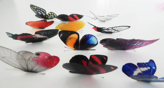 South American butterfly collections