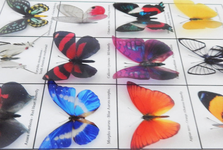 Worldwide butterflies. Collection of butterflies from all 6 continents. sets of 12 butterflies.Rustic butterflies from around the world
