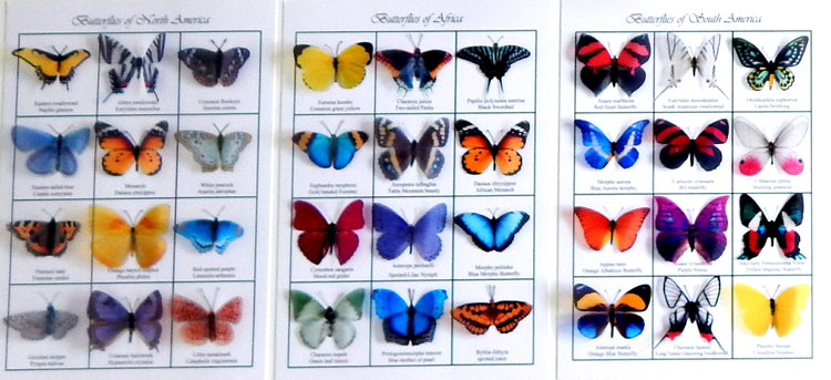 Butterflies of the world 3d poster. Butterfly identification chart. European, Australian,South american,Asian,Afican and North American