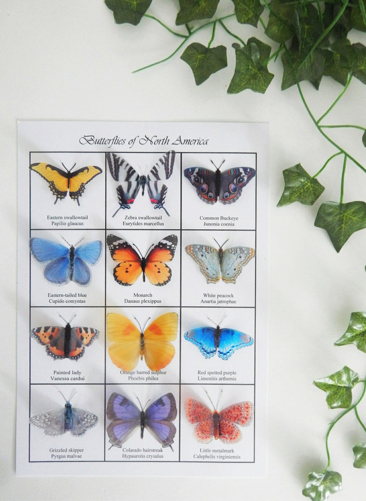 Butterfly identification chart.